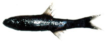 To FishBase images (<i>Lampanyctus jordani</i>, by Orlov, A.)