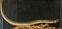 Image of Lamnostoma kampeni (Freshwater snake-eel)