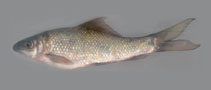 Image of Labeo kontius (Pigmouth carp)