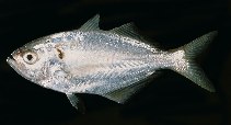 To FishBase images (<i>Lactarius lactarius</i>, India, by Randall, J.E.)