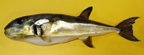 To FishBase images (<i>Lagocephalus laevigatus</i>, Angola, by Alvheim, O./Institute of Marine Research (IMR))