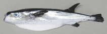 To FishBase images (<i>Lagocephalus lagocephalus lagocephalus</i>, Namibia, by Alvheim, O./Institute of Marine Research (IMR))