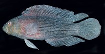 To FishBase images (<i>Labracinus lineatus</i>, Australia, by Randall, J.E.)
