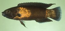To FishBase images (<i>Labropsis manabei</i>, Philippines, by Randall, J.E.)