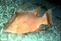 To FishBase images (<i>Lachnolaimus maximus</i>, Belize, by Randall, J.E.)