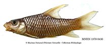 Image of Labeobarbus mbami 