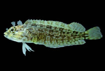 To FishBase images (<i>Labrisomus multiporosus</i>, Mexico, by Robertson, R.)