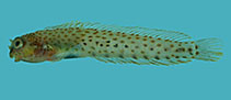 To FishBase images (<i>Laiphognathus multimaculatus</i>, Thailand, by Winterbottom, R.)