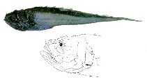 To FishBase images (<i>Lamprogrammus niger</i>, by JAMARC)