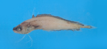 To FishBase images (<i>Laemonema palauense</i>, by Shao, K.T.)