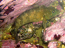 To FishBase images (<i>Labrisomus philippii</i>, Peru, by Hooker, Y.)
