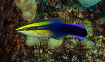 Image of Labroides phthirophagus (Hawaiian cleaner wrasse)