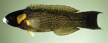 To FishBase images (<i>Labropsis polynesica</i>, Tahiti, by Randall, J.E.)