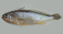 To FishBase images (<i>Larimichthys polyactis</i>, Korea (South), by Yau, B.)