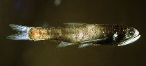Image of Lampanyctus pusillus (Pygmy lanternfish)