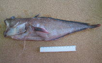 To FishBase images (<i>Laemonema robustum</i>, Madeira Is., by Delgado, J.)