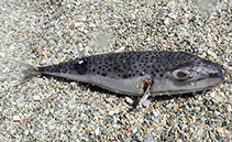 To FishBase images (<i>Lagocephalus sceleratus</i>, Greece, by Patzner, R.)