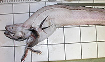 Image of Lamprogrammus shcherbachevi (Scaleline cusk)