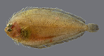 To FishBase images (<i>Laeops sinusarabici</i>, Saudi Arabia, by Bogorodsky, S.V.)