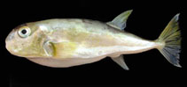 To FishBase images (<i>Lagocephalus spadiceus</i>, by Tran, H.H.)