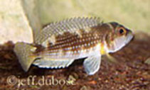 Image of Lamprologus stappersi 