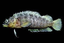 To FishBase images (<i>Labrisomus striatus</i>, Mexico, by Allen, G.R.)
