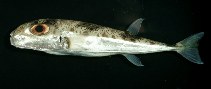 To FishBase images (<i>Lagocephalus suezensis</i>, by Randall, J.E.)