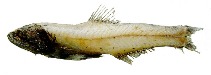 To FishBase images (<i>Lampanyctus tenuiformis</i>, by JAMARC)