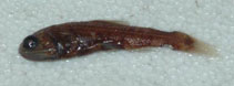 To FishBase images (<i>Lampadena urophaos urophaos</i>, Chile, by Reyes, P.)