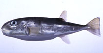 To FishBase images (<i>Lagocephalus wheeleri</i>, Japan, by Suzuki, T.)