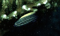 To FishBase images (<i>Labropsis xanthonota</i>, Seychelles, by Randall, J.E.)