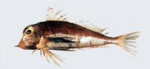 To FishBase images (<i>Lepidotrigla abyssalis</i>, Chinese Taipei, by The Fish Database of Taiwan)