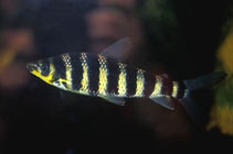 To FishBase images (<i>Leporinus affinis</i>, by JJPhoto)
