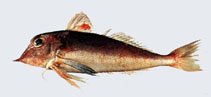 To FishBase images (<i>Lepidotrigla alata</i>, Chinese Taipei, by The Fish Database of Taiwan)