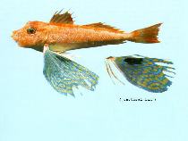 To FishBase images (<i>Lepidotrigla argus</i>, by CSIRO)