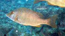 To FishBase images (<i>Lethrinus atlanticus</i>, Senegal, by Wirtz, P.)