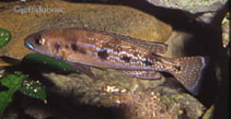 To FishBase images (<i>Lepidiolamprologus attenuatus</i>, by Dubosc, J.)