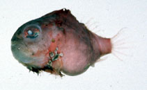 To FishBase images (<i>Lethotremus awae</i>, Japan, by Suzuki, T.)