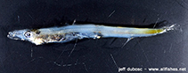 To FishBase images (<i>Lestidium bigelowi</i>, by Dubosc, J.)
