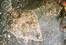To FishBase images (<i>Lepidopsetta bilineata</i>, by Gotshall, D.W.)