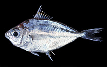 To FishBase images (<i>Nuchequula glenysae</i>, Australia, by CSIRO)
