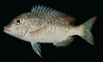 To FishBase images (<i>Lethrinus borbonicus</i>, Ryukyu Is., by Randall, J.E.)