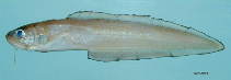 To FishBase images (<i>Lepophidium brevibarbe</i>, by NOAA\NMFS\Mississippi Laboratory)