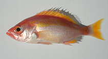 To FishBase images (<i>Lepidoperca brochata</i>, Australia, by Yau, B.)