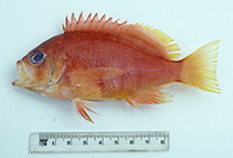 To FishBase images (<i>Lepidoperca caesiopercula</i>, Australia, by Graham, K.)