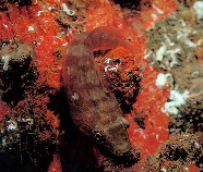 To FishBase images (<i>Lepadogaster candollei</i>, Madeira Is., by Wirtz, P.)