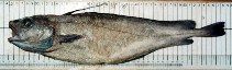To FishBase images (<i>Lepidion capensis</i>, by Bañón Díaz, R.)