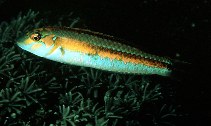 To FishBase images (<i>Leptojulis chrysotaenia</i>, Indonesia, by Randall, J.E.)