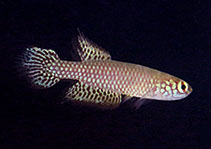 To FishBase images (<i>Leptolebias citrinipinnis</i>, Brazil, by Tanizaki-Fonseca, K.)