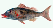 To FishBase images (<i>Lethrinus conchyliatus</i>, Seychelles, by Winterbottom, R.)